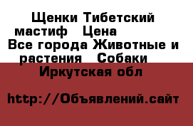  Щенки Тибетский мастиф › Цена ­ 50 000 - Все города Животные и растения » Собаки   . Иркутская обл.